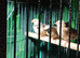 Young Hecks Finches For Sale