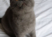 Female registered kittens