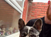 3 year old merle frenchie