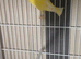 Rylander Cock Canary