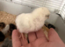 Lavender Leghorn Day-Old Chicks (Unsexed)