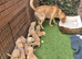 Stunning litter of F1 Goldador puppies