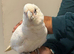 Silly tame beard eyed cockatoo