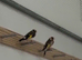 Pair of 2025 goldfinches