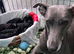 Whippet poodle