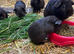 Black guinea pigs