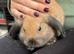 Gorgeous Sooty Fawn Mini Lop Available Now!
