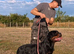 TOP-QUALITY ROTTWEILER MALE FOR SALE