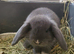 Beautiful Mini lop looking good a home.