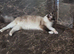 Female ragdoll cats
