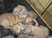 Absolutely stunning American bully's 8 weeks old