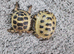 X2 horsefield tortoise