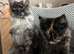 TICA & GCCF Main Coon