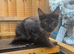 TICA ACTIVE REGISTERED FEMALE MAINE COON