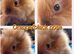 *2 BONDED BOYS NOW AVAILABLE*DOUBLE MANED LIONHEAD x CASHMERE MINILOPS