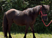 Standard Shetland Gelding Yearling