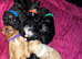 5 Jackapoo puppies all boys