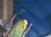 3 boy budgies for sale