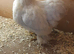 Bantam chickens