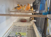colour canary