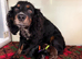 Kc Black and Tan boys only 17 dna health tested clear