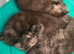 MainecoonX