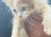 Stunning litter of Ginger Main coon kittens ready now