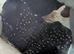 Rare L240 Vampire pleco