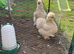 Breeding pair