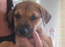 Beautiful puppies for sale