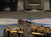 male and female Royel pythons