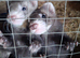 2 semi angora hob kits