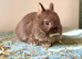 Netherland Dwarf purebred baby Rabbits