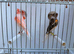 2025 harlequin pair