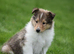 Rough collie puppies