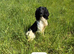 OFTAW sired ESS pups