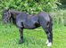 12.1 Perfect child's Riding pony / driving pony
