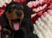 4 gorgeous miniature dachshund puppies