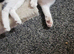 Kitens