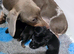 health tested miniture dachshunds