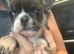 Micro frenchie
