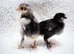 6 White faced Spanish hatching eggs
