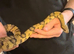 Rat snake