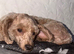 Cavapoo adult female