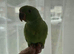 Baby handreared indian ringneck parrot
