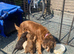Stunning cockapoo puppy  (READY NOW)