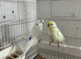 Young pair of budgies for sale
