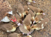 Muscovy ducklings