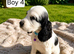 Beautiful Show Cocker Spaniel Puppies – Looking for Their Forever Homes