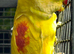 Lutino alexandrine hen